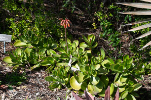 Cotyledon orbiculata (cotyledon)