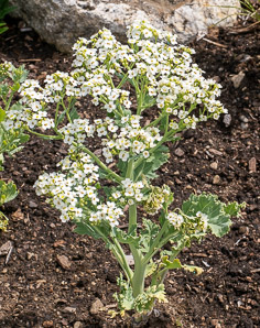 Crambe maritima (sea kale)