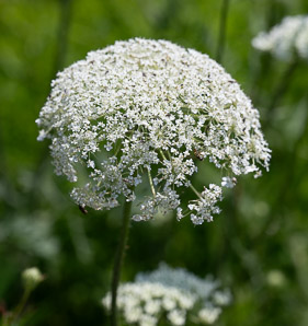 Daucus carota (Queen Anne’s lace, wild carrot, bird’s nest, bishop’s lace)