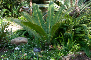Dioon spinulosum (giant dioon)