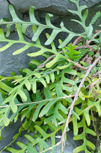 Epiphyllum anguliger (rickrack cactus, moon cactus, queen of the night)