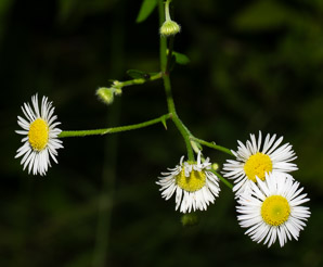 Erigeron annuus (daisy fleabane, rough fleabane, eastern daisy fleabane)