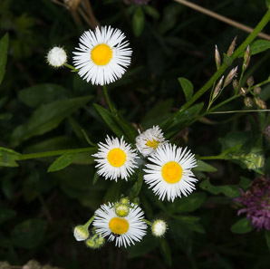 Erigeron annuus (daisy fleabane, rough fleabane, dasiy fleabane)