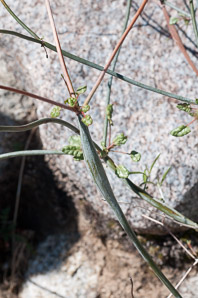 Eriogonum inflatum (desert trumpet, Indian pipeweed, bottle stopper)