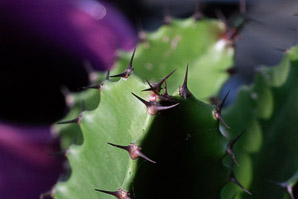 Euphorbia abyssinica (desert candle, candelabra spurge)
