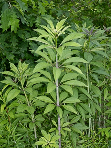 Eutrochium fistulosum (hollow Joe-Pye weed, trumpetweed, purple thoroughwort)