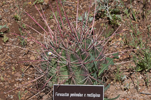 Ferocactus peninsulae