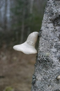 Fomitopsis betulina (birch polypore, razor strop)
