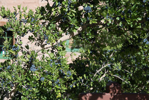 Forestiera pubescens (New Mexico privet, desert olive)