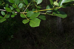 Fraxinus caroliniana (pop ash, Florida ash, swamp ash, Carolina ash, water ash)