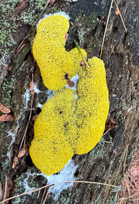 Fuligo septica (slime mold)