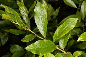 Gaylussacia baccata (black huckleberry, common huckleberry)