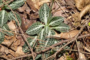Goodyera pubescens (downy rattlesnake plantain, downy rattlesnake orchid)