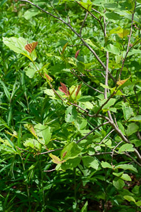 Hamamelis vernalis (ozark witchhazel, vernal witchhazel)