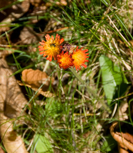 Hieracium aurantiacum (orange hawkweed, devil’s paintbrush, fox-and-cubs, tawny hawkweed, grim-the-collier)