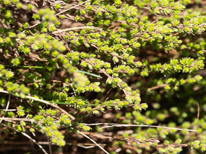 Hudsonia ericoides (pine barren goldenheather, pine-barren false heather, false heather, beach heather)