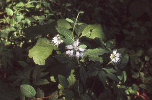 Hydrophyllum virginianum (waterleaf)