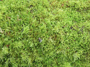 Hylocomium splendens (splendid feather moss, glittering woodmoss, stairstep moss, mountain fern moss)