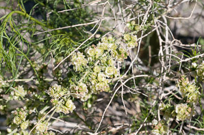 Hymenoclea salsola (cheesebush)