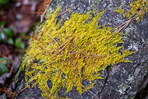 Hypnum imponens (brocade moss, feather moss, hypnum moss)