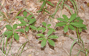 Illicium floridanum (Florida anise)