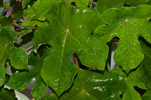 Jatropha podagrica (gout plant, gout stick, Buddha belly, Guatemala rhubarb, tartogo, goutystalk nettlespurge)