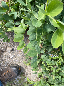Lathyrus japonicus (beach pea, sea pea, circumpolar pea, sea vetchling)