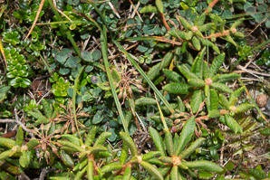 Ledum groenlandicum (bog Labrador tea)