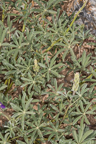 Lupinus arizonicus (Arizona lupine)