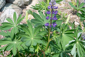 Lupinus perennis (wild lupine, Indian beet, old maid’s bonnets, blue lupine, sundial, lupine)