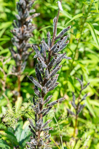 Lupinus polyphyllus (blue-pod lupine, garden lupine, largeleaf lupine, large-leaved lupine, lupin, marsh lupine)