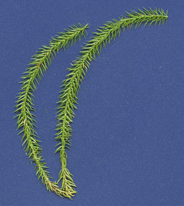 Lycopodium annotinum (bristly clubmoss, interrupted clubmoss, stiff clubmoss)