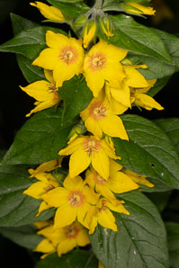 Lysimachia punctata (garden loosestrife, yellow loosestrife, circle flower, large yellow loosestrife)