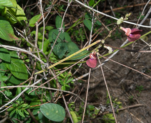 Macroptilium lathyroides (wild bush bean)