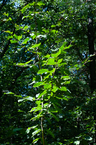 Magnolia acuminata (cucumber tree, cucumbertree, cucumber magnolia, blue magnolia)