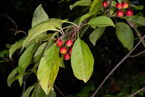 Malus hupehensis (Chinese crabapple, Hupeh crab, Chinese crab apple)