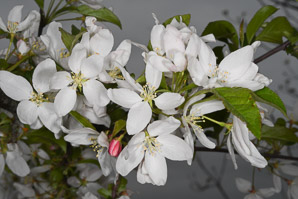 Malus spectabilis (Chinese crab, Asiatic apple)