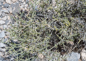 Menodora spinescens (spiny menodora)