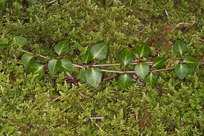 Mitchella repens (partridgeberry, squaw vine)