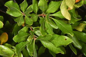 Morella pensylvanica (bayberry, northern bayberry)