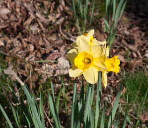 Narcissus (daffodil, narcissus)