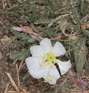 Oenothera deltoides (desert primrose, birdcage evening primrose, basket evening primrose, lion in a cage, devil's lantern)