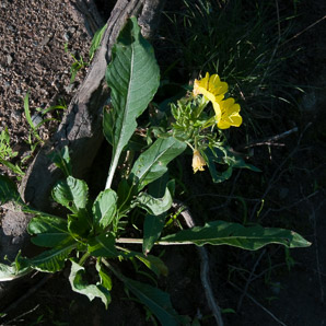 Oenothera fruticosa (narrowleaf evening primrose, common sundrops)