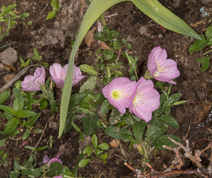 Oenothera speciosa (pink evening primrose, showy evening primrose, Mexican primrose, amapola, pinkladies)