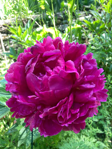Paeonia lactiflora (peony, Chinese peony)