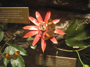 Passiflora vitifolia (crimson passion flower, grape-leaved passion fruit, perfumed passionflower, vine-leaf passion flower, passion flower, crimson passion vine)