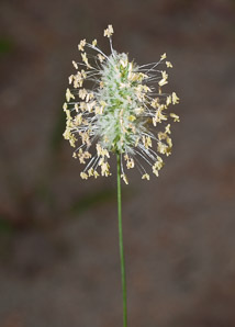 Phleum pratense (timothy)