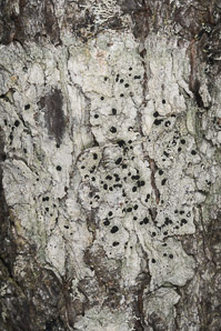 Phlyctis argena (whitewash lichen, blemished lichen)