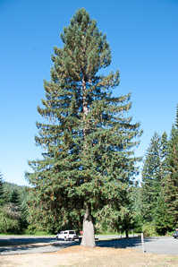 Picea sitchensis (Sitka spruce)