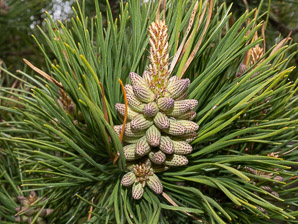 Pinus rigida (pitch pine)